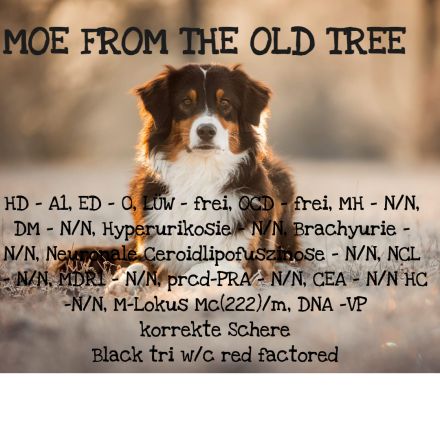 Australian Shepherd Rüde Moe from the old Tree