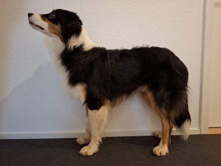 Australian Shepherd Rüde Moe from the old Tree