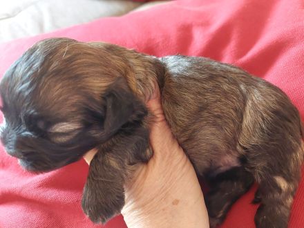 Bolonka Zwetna Welpen