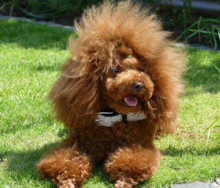 Bezaubernde Cavapoo Welpe (Toypudel/Zwergpudel + Cavalier King Charles Spaniel)