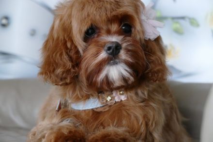 Bezaubernde Cavapoo Welpe (Toypudel/Zwergpudel + Cavalier King Charles Spaniel)