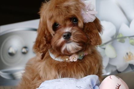 Bezaubernde Cavapoo Welpe (Toypudel/Zwergpudel + Cavalier King Charles Spaniel)