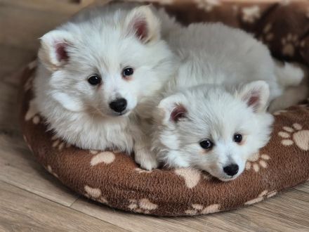 Mittelspitz welpen weiß