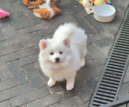 Mittelspitz welpen weiß