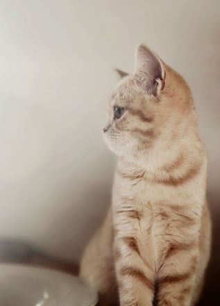 Bkh British Kurzhaar golden Sharded Kater