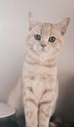 Bkh British Kurzhaar golden Sharded Kater