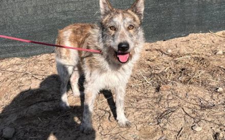 Vertrauensvolle Hände für Bodhi gesucht