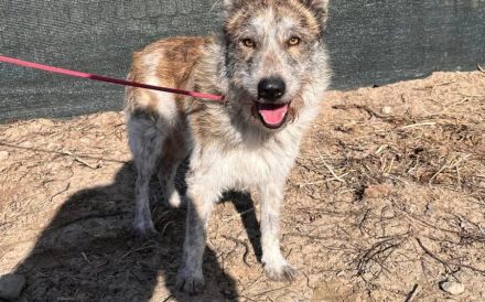 Vertrauensvolle Hände für Bodhi gesucht