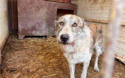 Vertrauensvolle Hände für Bodhi gesucht