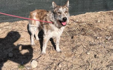 Vertrauensvolle Hände für Bodhi gesucht