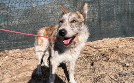 Vertrauensvolle Hände für Bodhi gesucht