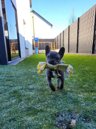Französische Bulldogge Balu „Blueline“ (12 Monate, Rüde) sucht liebevolles Zuhause