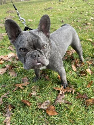 Französische Bulldogge Balu „Blueline“ (12 Monate, Rüde) sucht liebevolles Zuhause