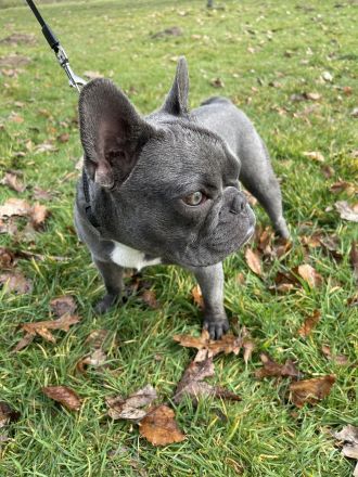 Französische Bulldogge Balu „Blueline“ (12 Monate, Rüde) sucht liebevolles Zuhause
