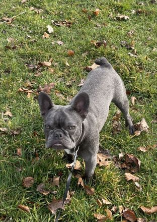 Französische Bulldogge Balu „Blueline“ (12 Monate, Rüde) sucht liebevolles Zuhause