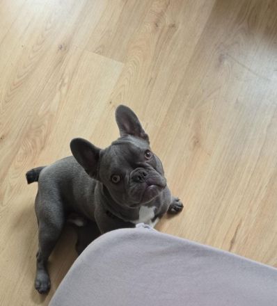Französische Bulldogge Balu „Blueline“ (12 Monate, Rüde) sucht liebevolles Zuhause