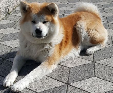 Jap. Akita Inu Deckrüde