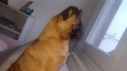 Junger Rüde in liebevolle Hände abzugeben