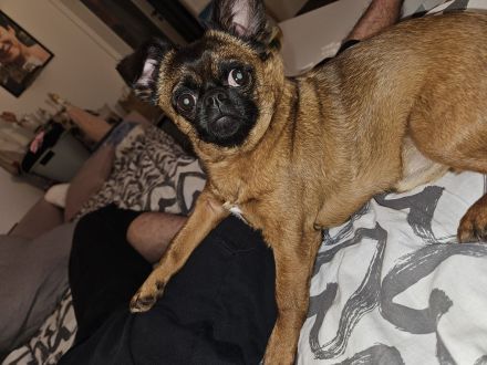 Junger Rüde in liebevolle Hände abzugeben