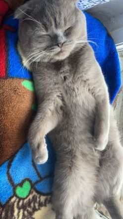 Bkh Kater sucht ein neues zuhause