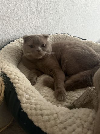 Bkh Kater sucht ein neues zuhause
