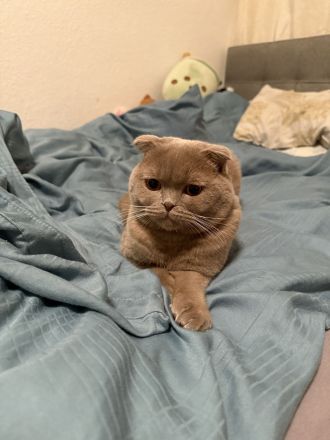 Bkh Kater sucht ein neues zuhause