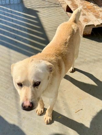 Goldy sucht sein Für-immer-Zuhause