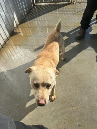 Goldy sucht sein Für-immer-Zuhause