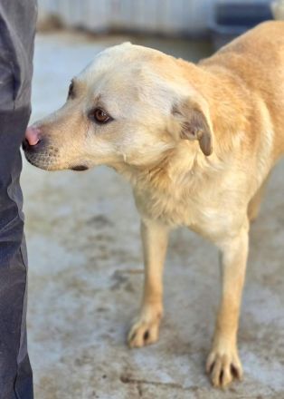 Goldy sucht sein Für-immer-Zuhause