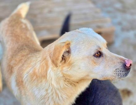 Goldy sucht sein Für-immer-Zuhause