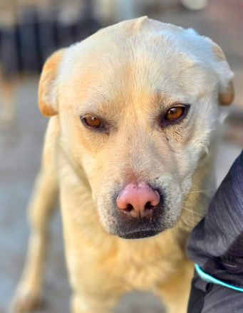 Goldy sucht sein Für-immer-Zuhause