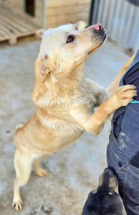 Goldy sucht sein Für-immer-Zuhause