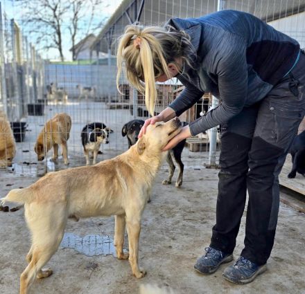 Goldy sucht sein Für-immer-Zuhause