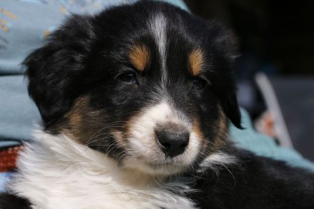 Wegen Absage der Interessenten ist die süße Abby wieder frei