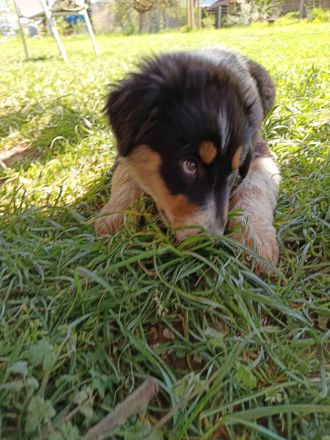 Wegen Absage der Interessenten ist die süße Abby wieder frei