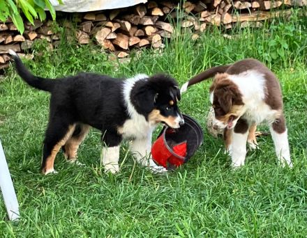 Wegen Absage der Interessenten ist die süße Abby wieder frei