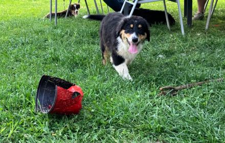 Wegen Absage der Interessenten ist die süße Abby wieder frei
