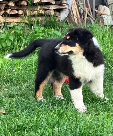 Wegen Absage der Interessenten ist die süße Abby wieder frei