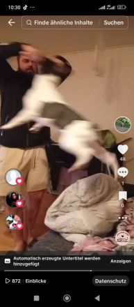 Französische Bulldogge Deckrüde mit Papiere in blue tan Pied fawn