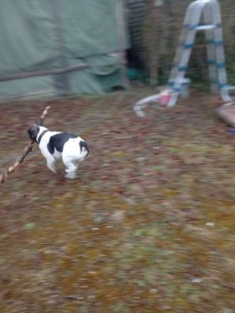 Französische Bulldogge Deckrüde mit Papiere in blue tan Pied fawn