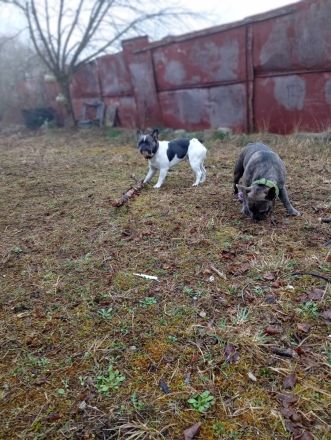 Französische Bulldogge Deckrüde mit Papiere in blue tan Pied fawn