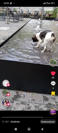 Französische Bulldogge Deckrüde mit Papiere in blue tan Pied fawn