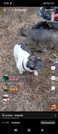 Französische Bulldogge Deckrüde mit Papiere in blue tan Pied fawn