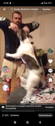 Französische Bulldogge Deckrüde mit Papiere in blue tan Pied fawn