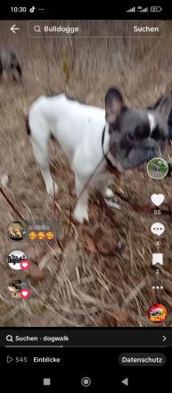 Französische Bulldogge Deckrüde mit Papiere in blue tan Pied fawn