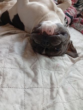 Französische Bulldogge Deckrüde mit Papiere in blue tan Pied fawn