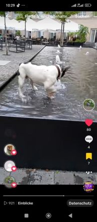 Französische Bulldogge Deckrüde mit Papiere in blue tan Pied fawn