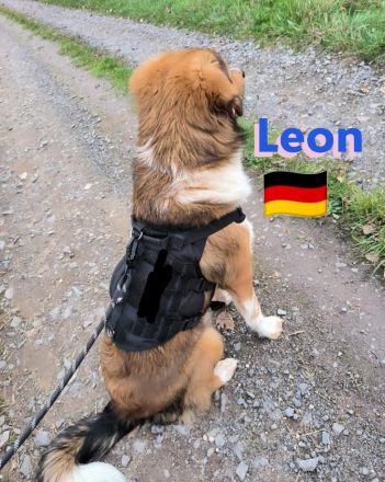 Leon, 02/24 - süßer Teenie sucht DRINGEND Zuhause! Leon wartet in 64385 Reichelsheim