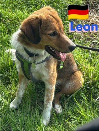 Leon, 02/24 - süßer Teenie sucht DRINGEND Zuhause! Leon wartet in 64385 Reichelsheim