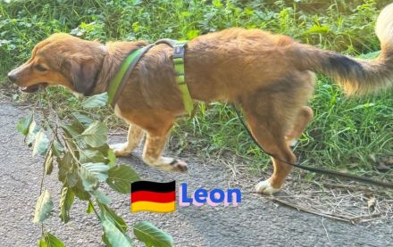 Leon, 02/24 - süßer Teenie sucht DRINGEND Zuhause! Leon wartet in 64385 Reichelsheim